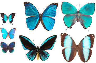Obraz na płótnie Canvas Niektóre różne motyle na białym