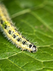 Caterpillar on a green leaf....