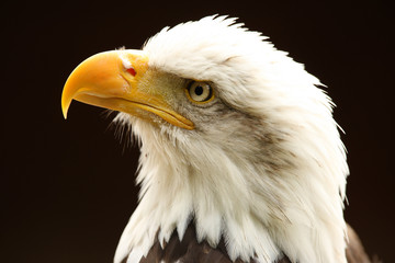Portrait of a Bald Eagle