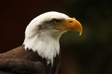 Portrait of a Bald Eagle