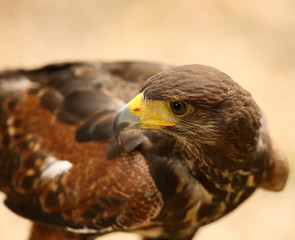 Close up of a Harris Hawk