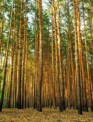 Obraz premium Forest