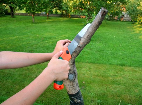 hand keeps saw.