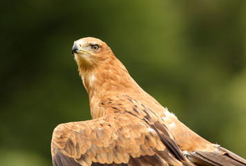Portrait of a Tawny Eagle
