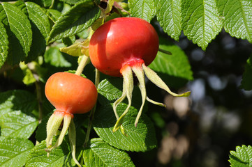 Hagebutten - Rosa-canina