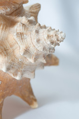 Conch seashell