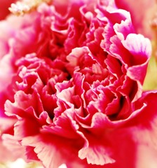 Carnation detail