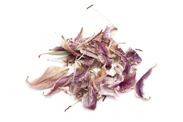 Obraz premium fleur sèche