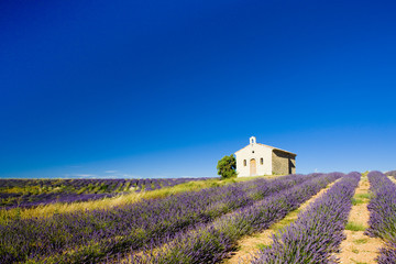 Plateau de Valensole, Provence, France