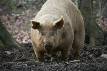 Eichelschwein