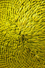 coeur de tournesol