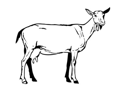 black and white goat standing clip art preview