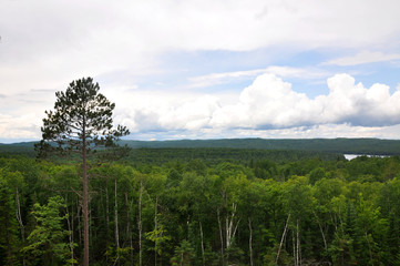 Laubwald