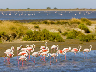 flamingos, Parc Regional de Camargue, Provence, France - obrazy, fototapety, plakaty