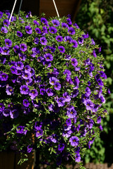 Fototapeta premium Purple Million Bells Hanging