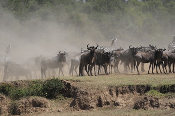 Naklejka na ściany i meble The great migration of wildebeest, Masai Mara, Kenya