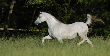white arabian mare