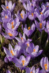 bunch lilac crocuses in spring