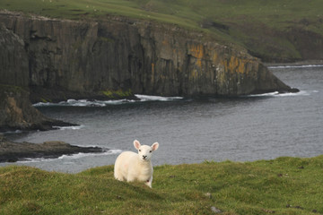Lamm auf Isle of Skye