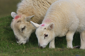 Schafe auf Skye