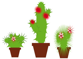 Three painted blooming cactus in pots on a white background