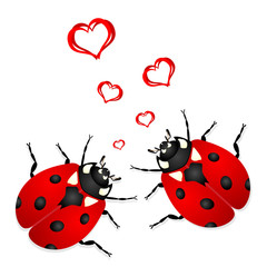 Lady bugs in love isolated over white background