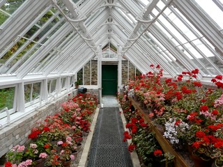 Traditional greenhouse or hothouse with pink and red geraniums