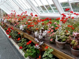 Traditional greenhouse or hothouse with pink and red geraniums