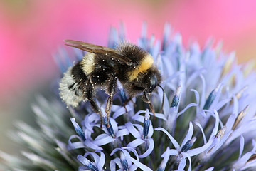 Hummel auf Distelblume © Liudmila Travina