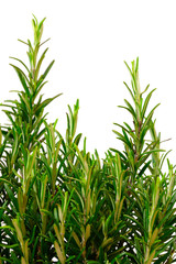 Isolated rosemary bush