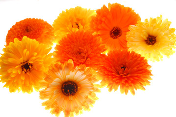 yellow and orange flwers on light box