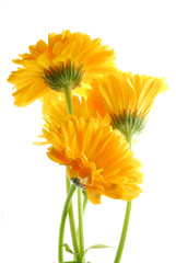 yellow gerber flowers