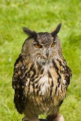 Eurasian Eagle Owl