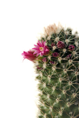 Blossoming cactus