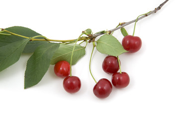 Cherries; objects on white background
