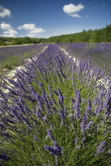 Lavender field in South of France