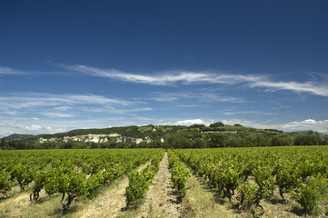 Fototapeta na wymiar Vineyard landscape in South of France.