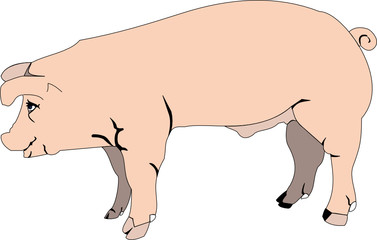 pink pig, beautiful vector