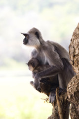 Monkey, Langur