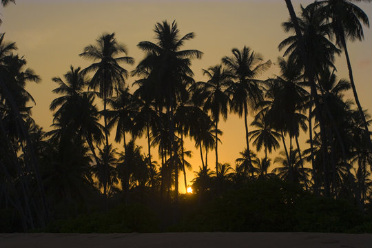 Tropical sunset with palms