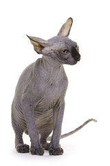 Hairless Cat, Sphynx