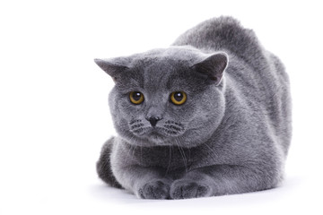 Cat sitting on white background, British shorthair