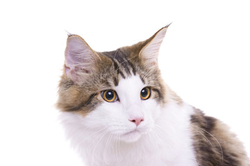 Cat portrait, Maine coon