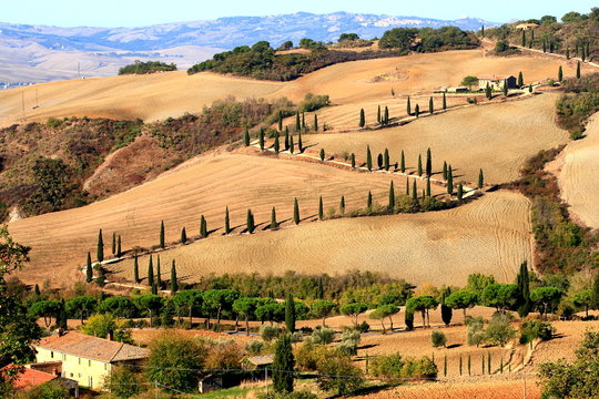 Zypressen,Kurve,H&uuml;gellandschaft,Toskana,Val d Orcia,La Foce