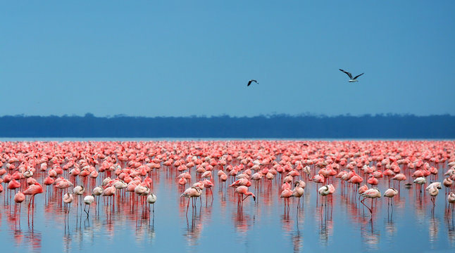 Fototapeta flocks of flamingo