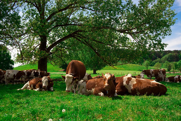 Cattle herd at rest