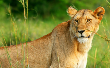 Obraz na płótnie Canvas Piękne dzikich africam lwica