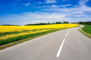 Rapeseed Field