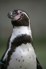 Humboldt-Pinguin