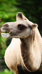 camel